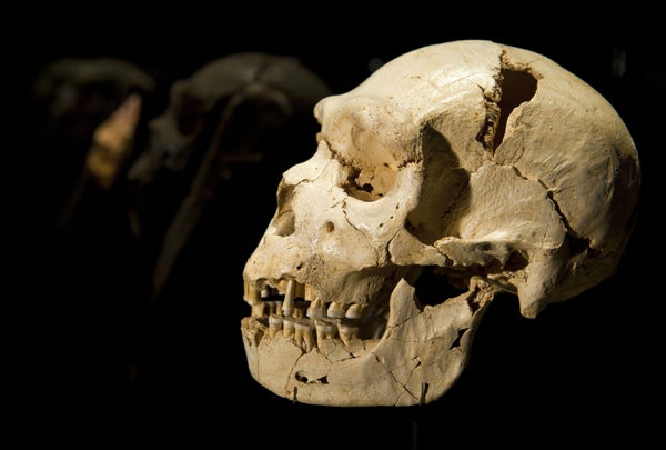 Cranium and mandible of Homo heidelbergensis