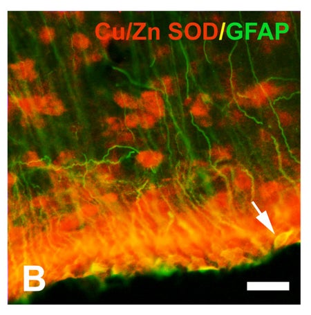 rat microglial cells