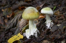 World's Deadliest Mushroom May Now Have an Antidote