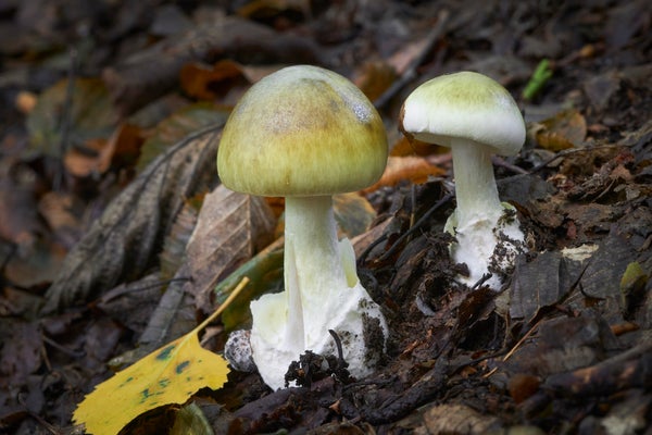 Two Amanita phalloides mushrooms on forest ground