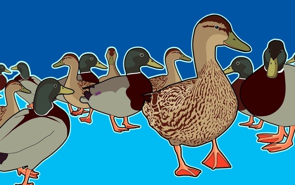 Small-Brained Birds More Likely to Get Shot