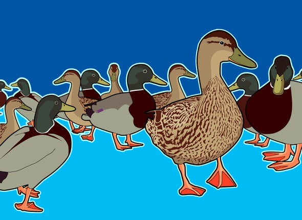 Small-Brained Birds More Likely to Get Shot