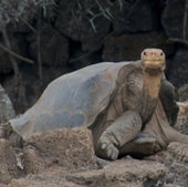 LONESOME GEORGE: