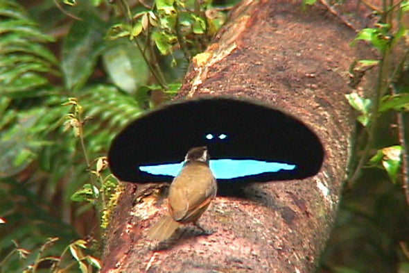 Back to Black: How Birds-of-Paradise Get Their Midnight Feathers