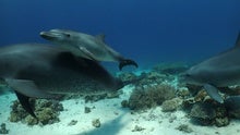 Dolphins Rub against Mucus-Oozing Corals to Soothe Skin