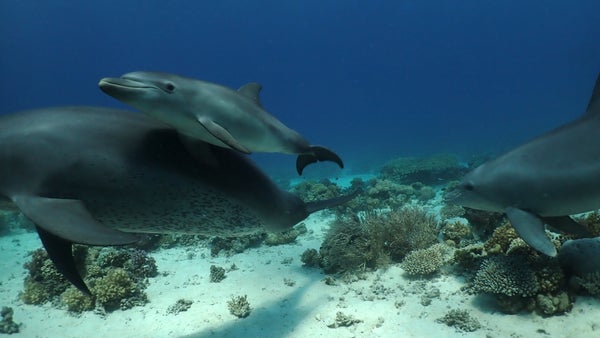 An underwater photograph of a dolphin and her calf.