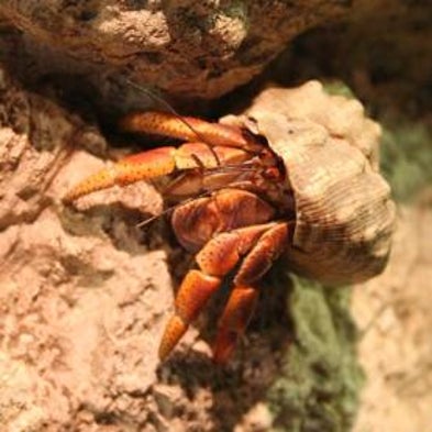 On a Tiny Caribbean Island, Hermit Crabs Form Sophisticated Social ...