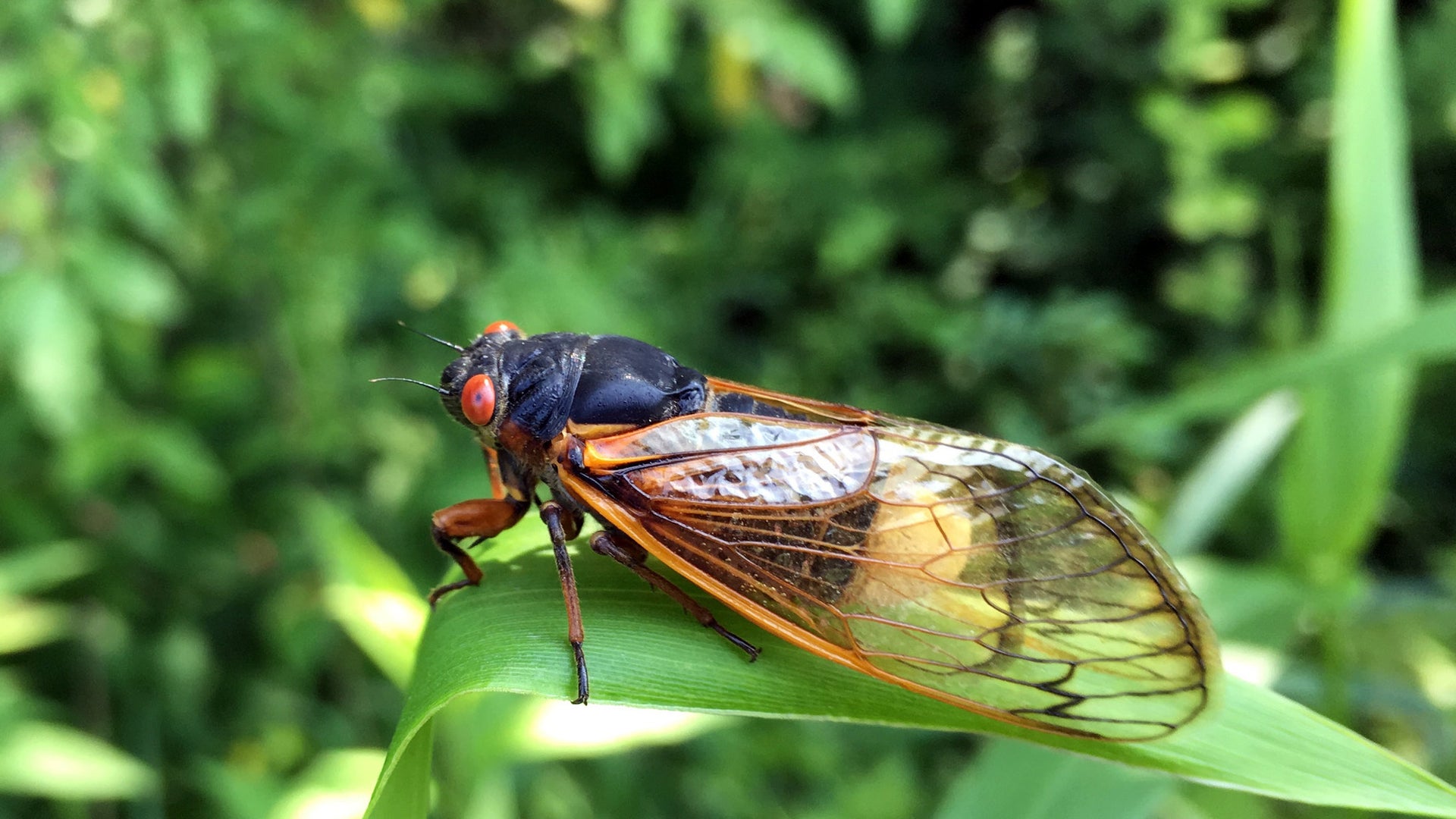 How This Zombie Fungus Turns Cicadas into Horror-Movie Sex Bots |  Scientific American