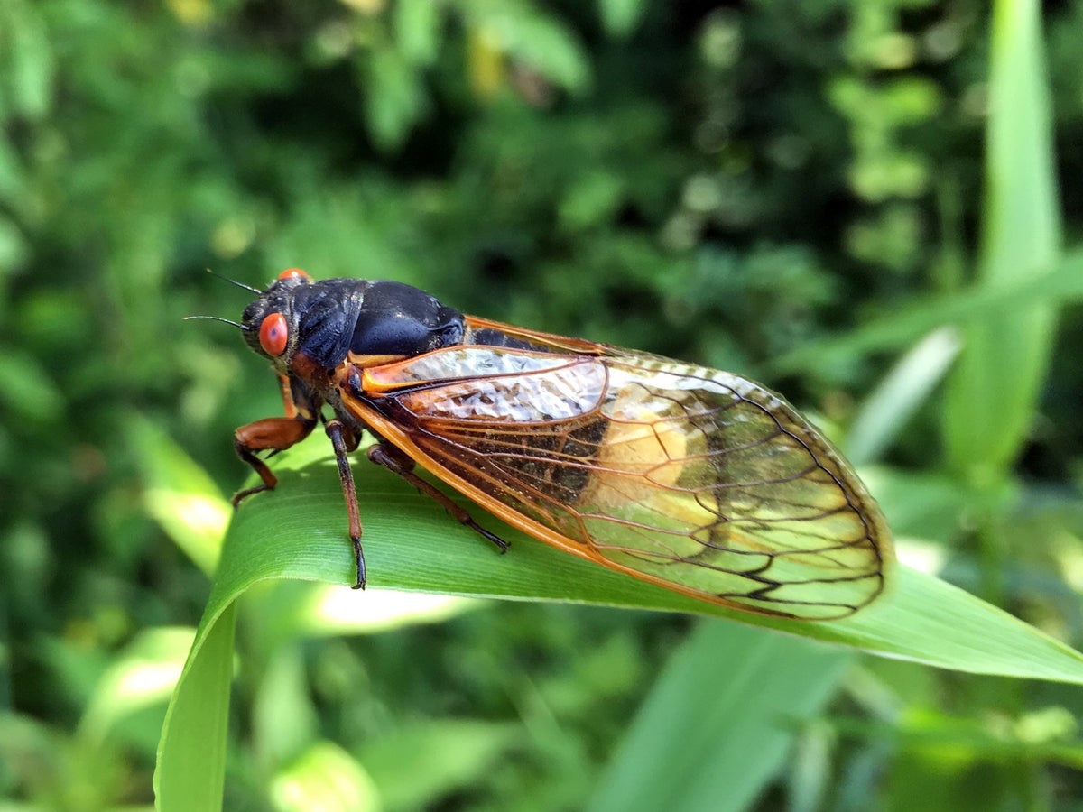 How This Zombie Fungus Turns Cicadas into Horror-Movie Sex Bots |  Scientific American