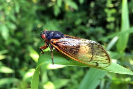 Brood X cicada on a leaf.