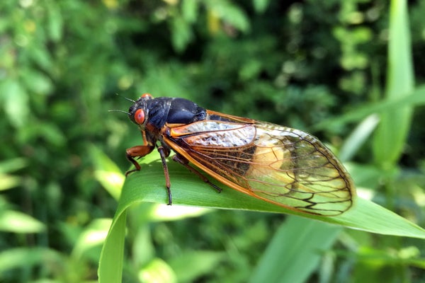 Brood X cicada on a leaf.