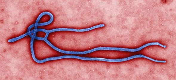 Where Does Ebola Hide?