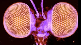 Bug Eyes Let Robber Flies Hunt with Killer Focus