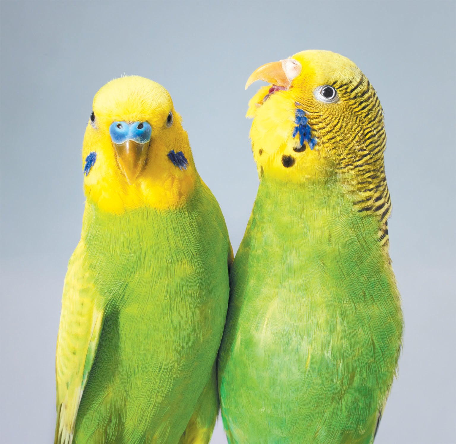 Budgerigars.