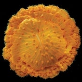 <b>Mushroom coral</b>
