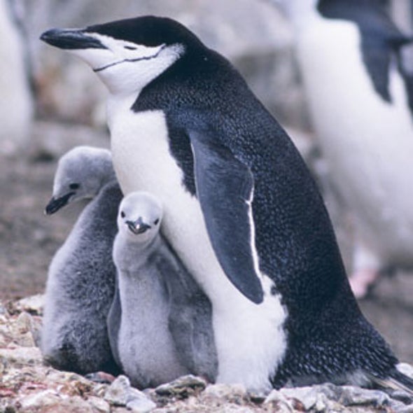 Do Gay Animals Change Evolution?