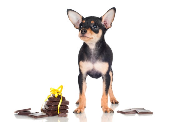 Chocolate Can Be Your Dog's Christmas Nightmare – Here's the Science