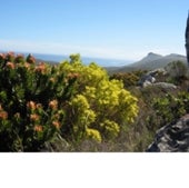 The fynbos