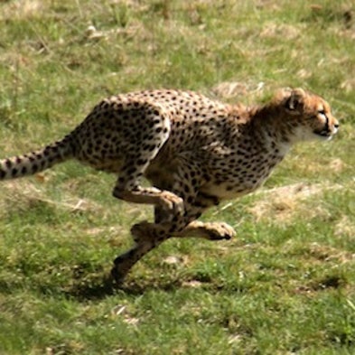 Animal Olympics: The Fastest Critters on Earth [Slide Show]