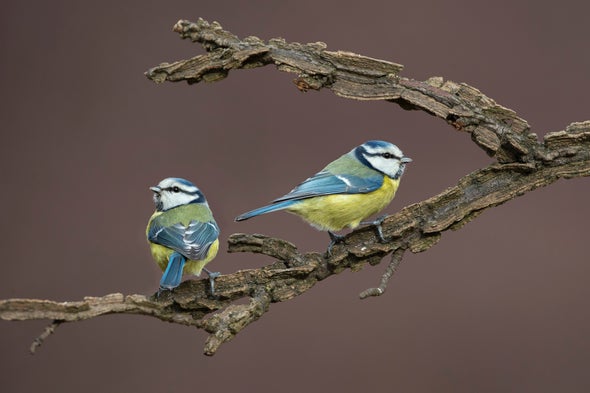 Why Do Birds Get Divorced? - Scientific American