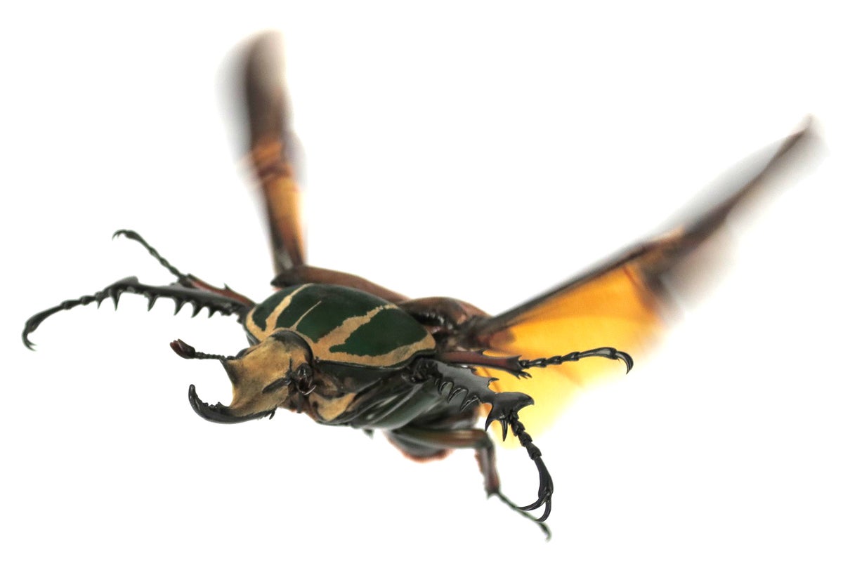 Why Beetles Fly Like Superman