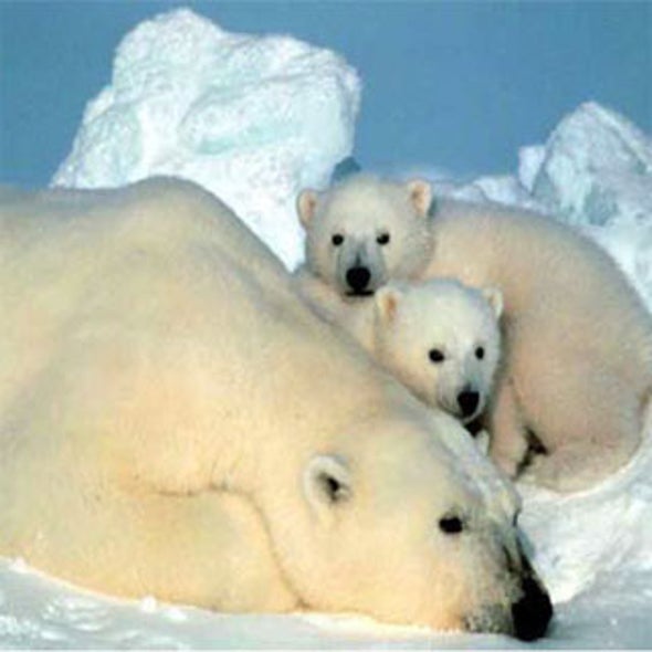 U.S. Protects Polar Bears Under Endangered Species Act