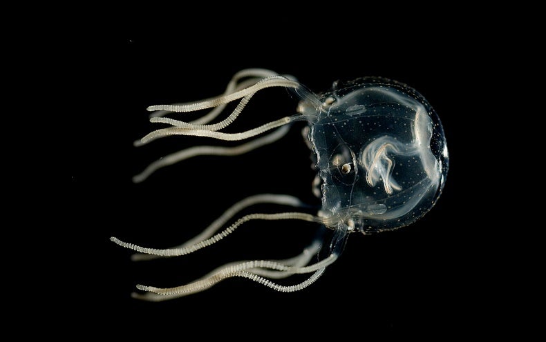Estas adorables medusas muestran que el aprendizaje ni siquiera requiere cerebro