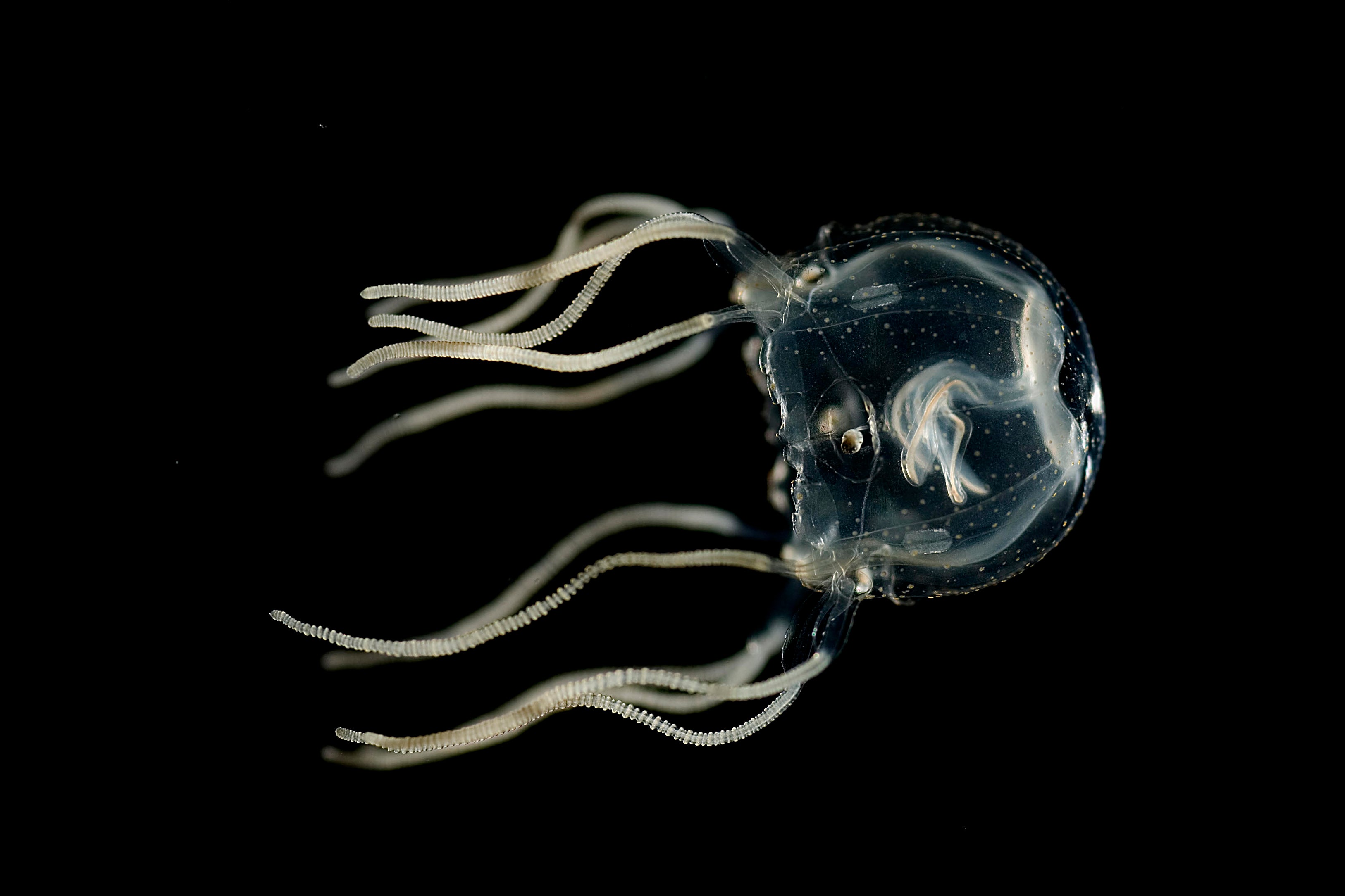 These Adorable Jellyfish Show Learning Doesn’t Even Require a Brain