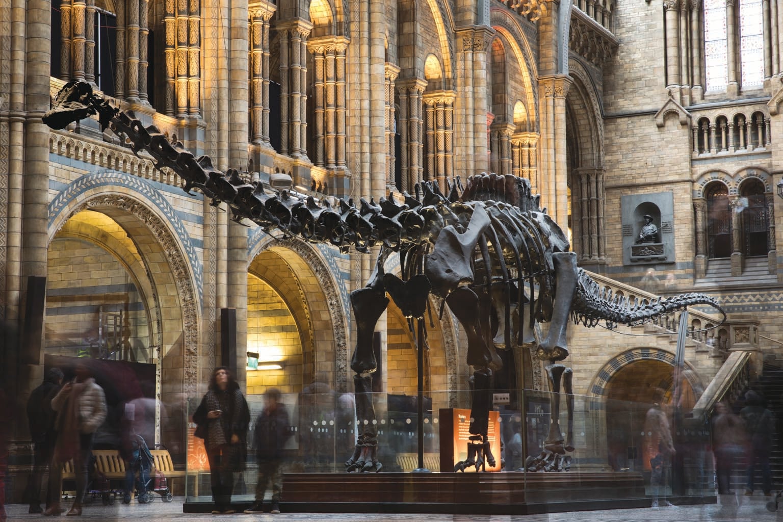 Diplodocus bones exhibited in a museum. 