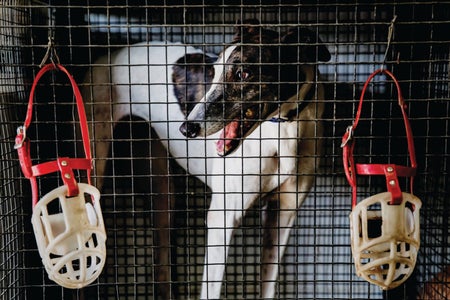 Greyhound dog shown in cage with muzzles hanging from outer cage.