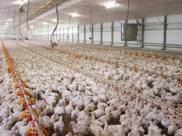 Big-Boned Chickens May Be Humans' Geologic Legacy