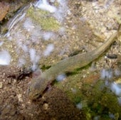 Jollyville Plateau Salamander