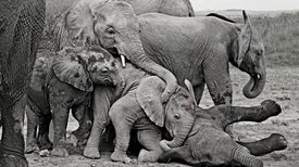 Play Is Serious Business for Elephants