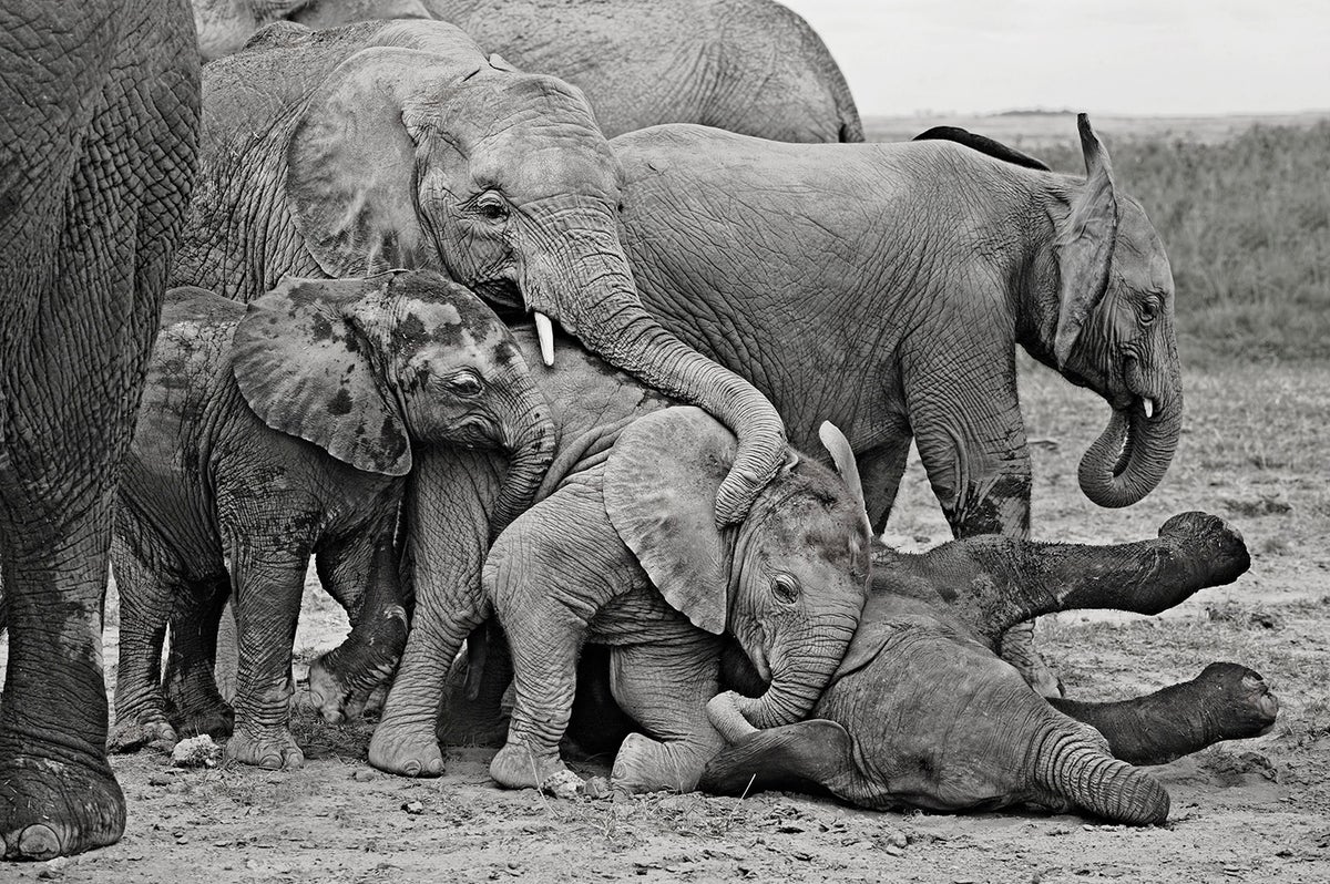 Large African Elephant. Bull feeding along the edge of