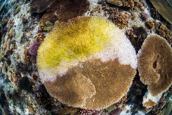 A large rounded coral appears half yellow and half brown with a strip of white down its middle.
