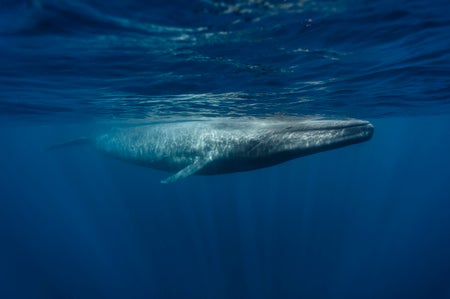 Blue whale swimming just under surface of the ocean