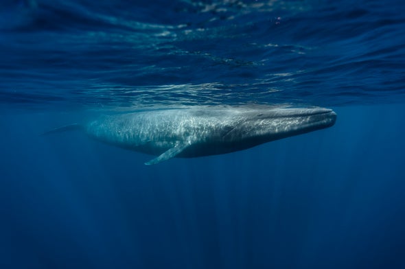 Can Putting a Price on a Whale Save the Environment?