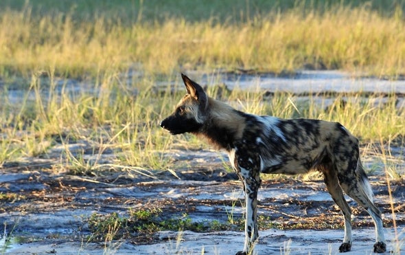 1 Sneeze, 1 Vote among African Wild Dogs