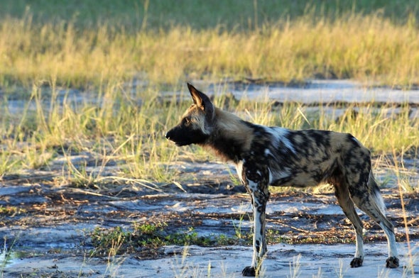 1 Sneeze, 1 Vote among African Wild Dogs