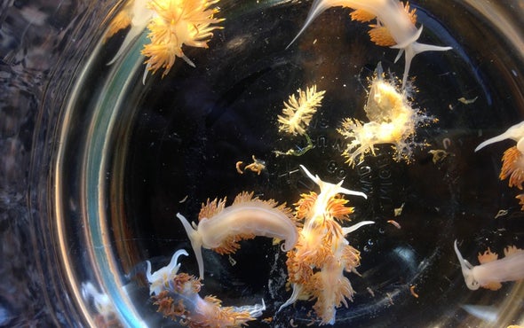 Tsunami Sent Species on a Transoceanic Trip