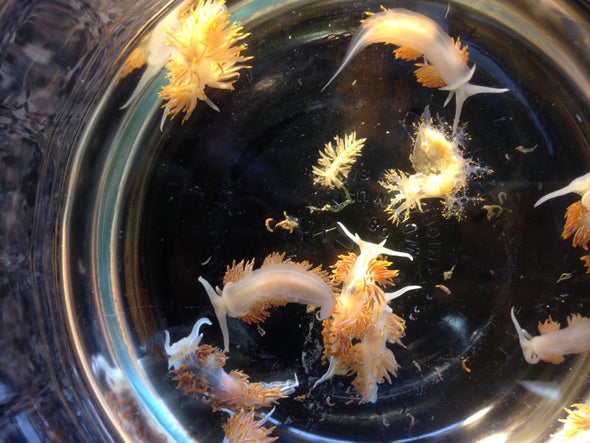Tsunami Sent Species on a Transoceanic Trip