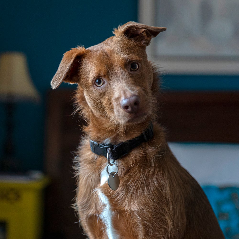 why do dogs sit above your head