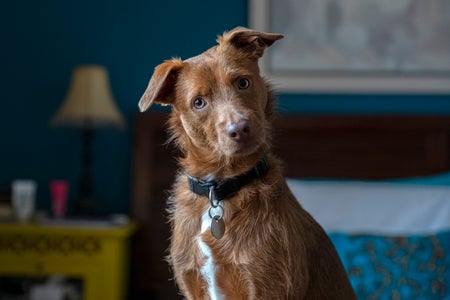 Cute brown dog ​​with head tilted looking at camera