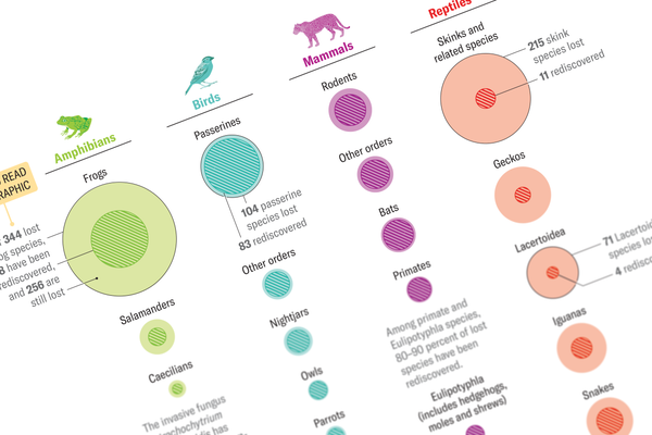 Cropped image of a graphic showing colored circles scaled to indicate numbers of tetrapod species lost and rediscovered in each taxonomic class and order or subgroup.