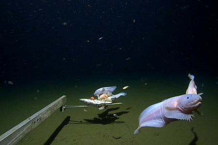 Snailfish on bottom of ocean floor