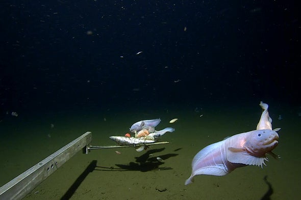 Deepest Fish Discovered More Than Five Miles below the Sea Surface