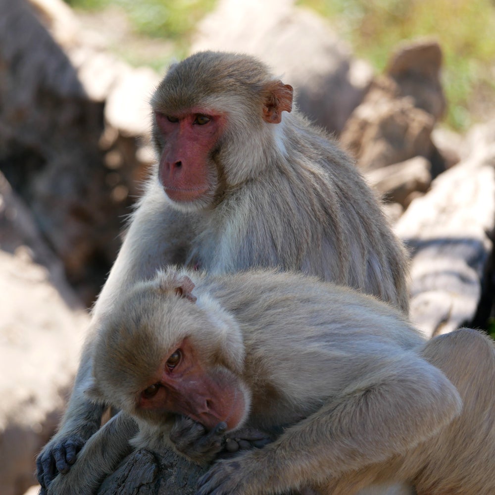 Male Monkeys Have More Sex with Other Males Than with Females in This  Well-Studied Group | Scientific American