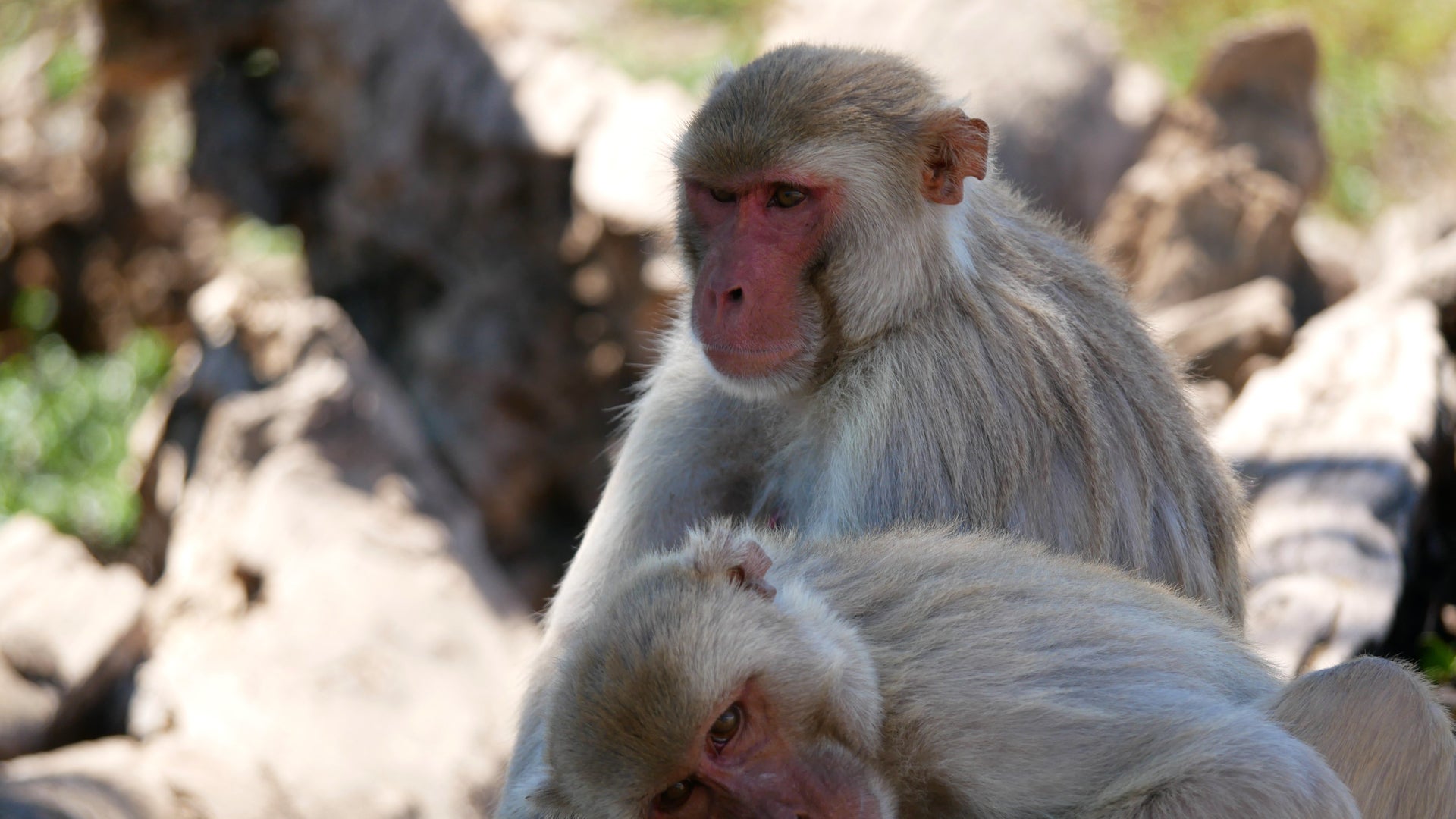 Male Monkeys Have More Sex with Other Males Than with Females in This  Well-Studied Group | Scientific American