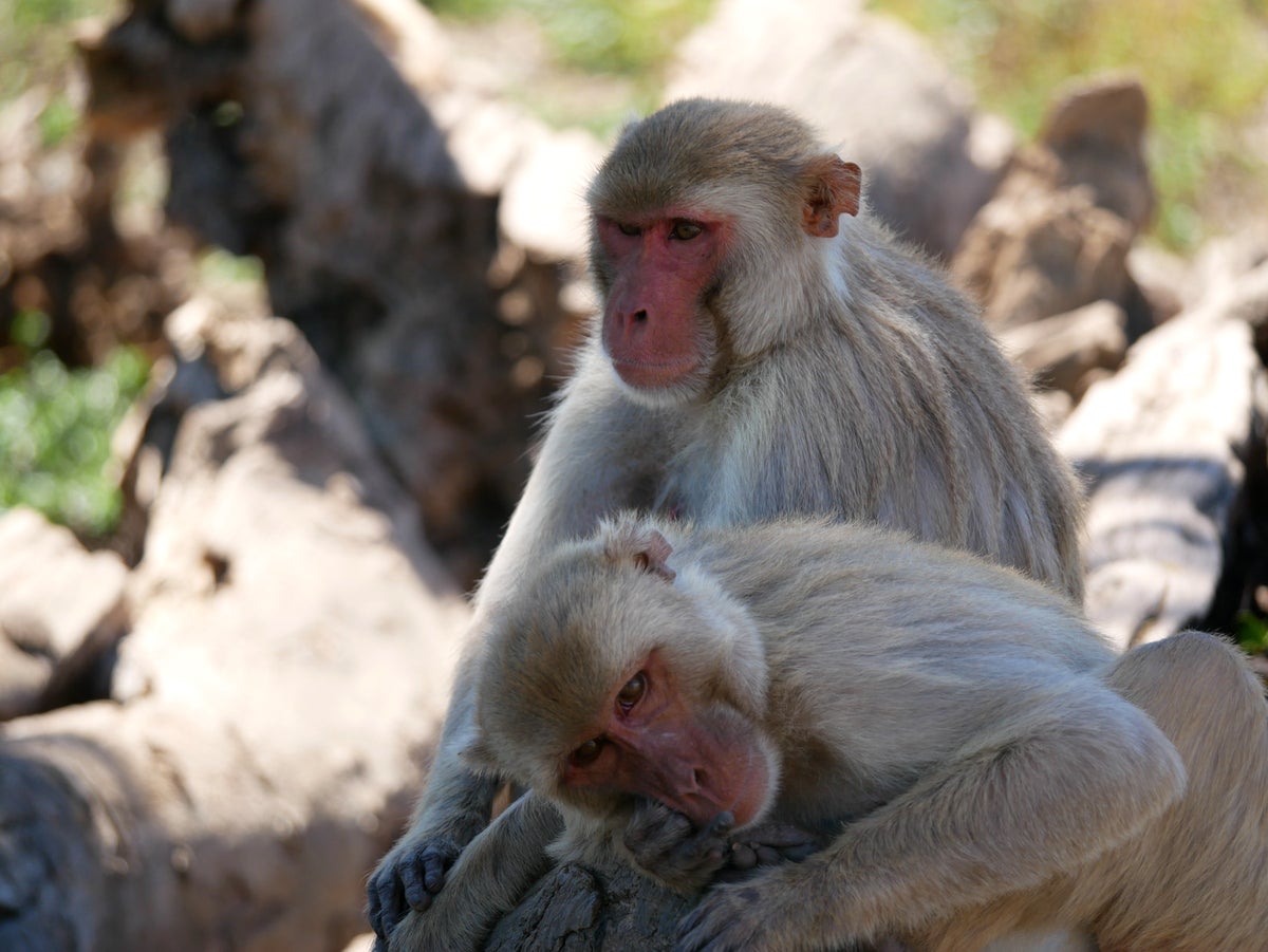 Small Monkey Looking At Big Monkey Reading A Piece of Paper Meme Template