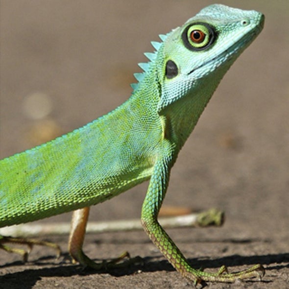 Warming World Too Hot for the Cold-Blooded?